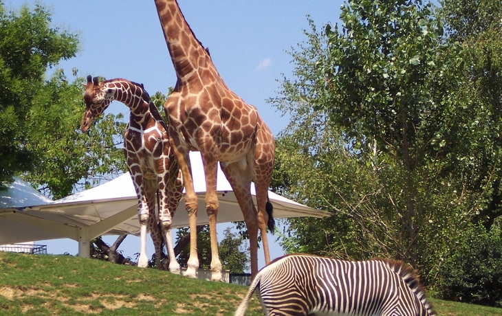 Giraffen und Zebra im Zoo